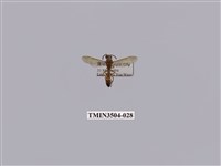 藏品(變側異腹胡蜂)的圖片